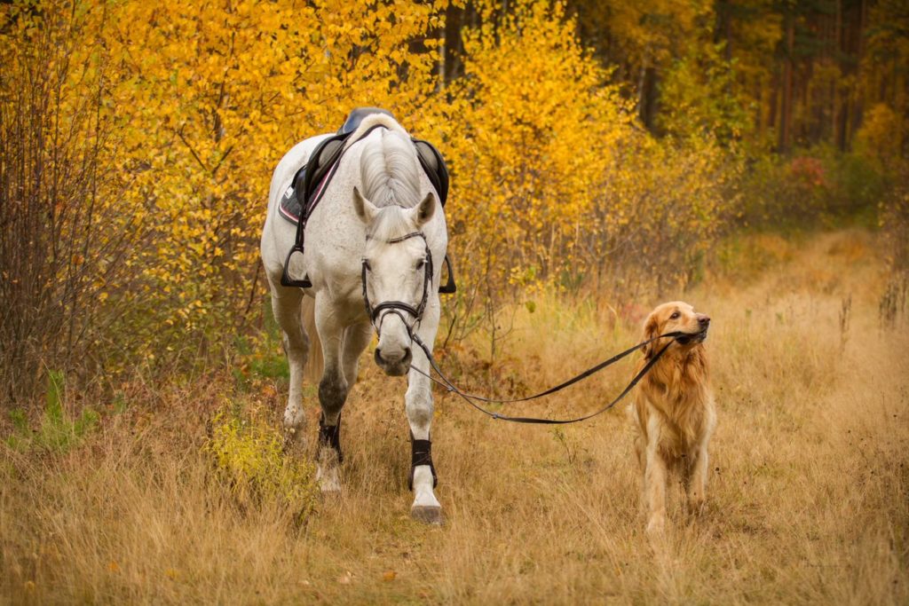 .cheval et chien